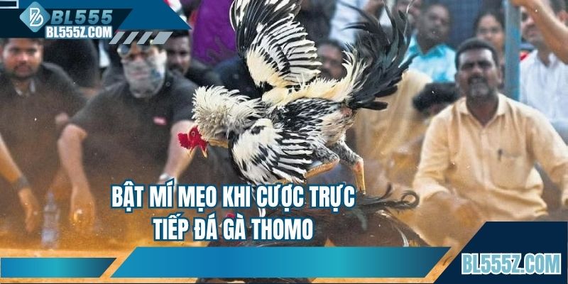 Bật mí mẹo khi cược trực tiếp đá gà Thomo