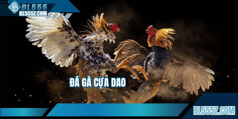 Đá Gà Cựa Dao Là Gì? Luật Chơi Cùng Ưu Điểm Nổi Bật