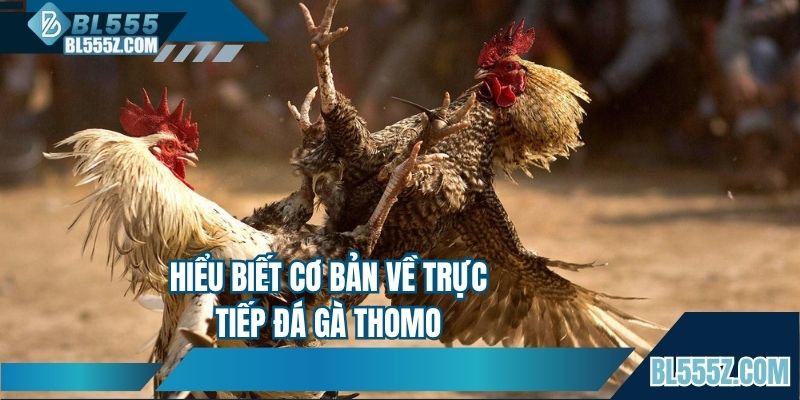 Hiểu biết cơ bản về trực tiếp đá gà Thomo