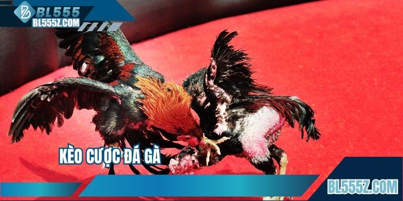 Kèo Cược Đá Gà - Lựa Chọn Giải Trí Mang Về Thu Nhập Khủng