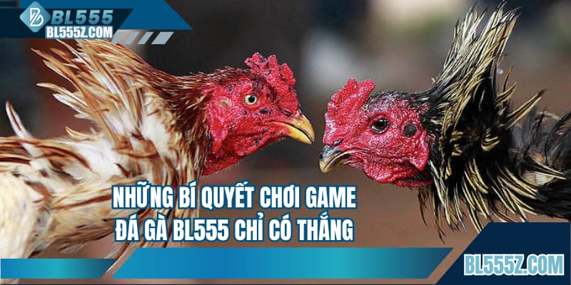 Những bí quyết chơi game đá gà BL555 chỉ có thắng