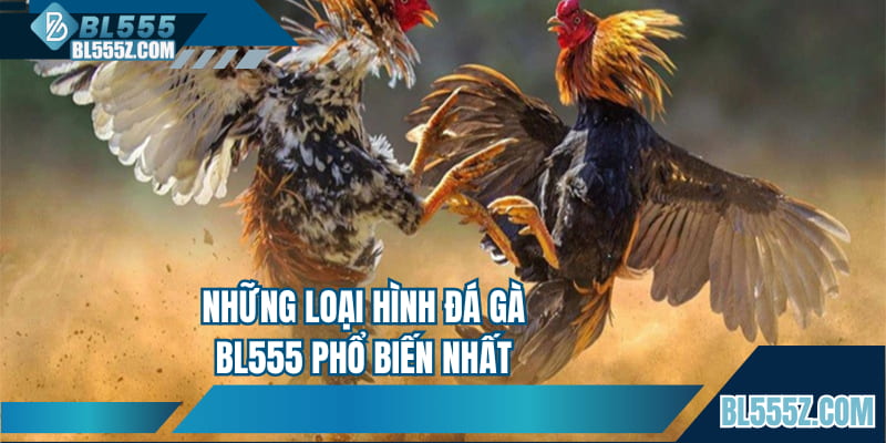 Những loại hình đá gà BL555 phổ biến nhất