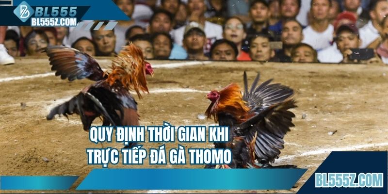 Quy định thời gian khi trực tiếp đá gà Thomo