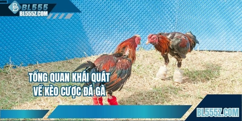 Tổng quan khái quát về kèo cược đá gà