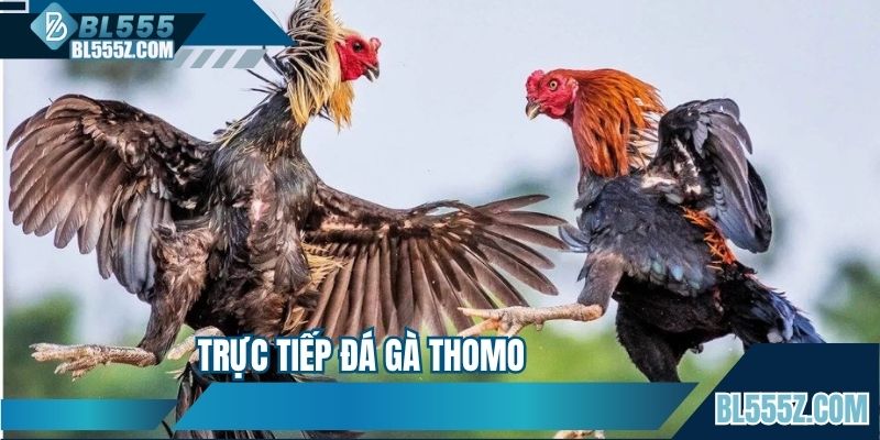 Trực Tiếp Đá Gà Thomo - Hoạt Động Kịch Tính Top 1 Châu Á