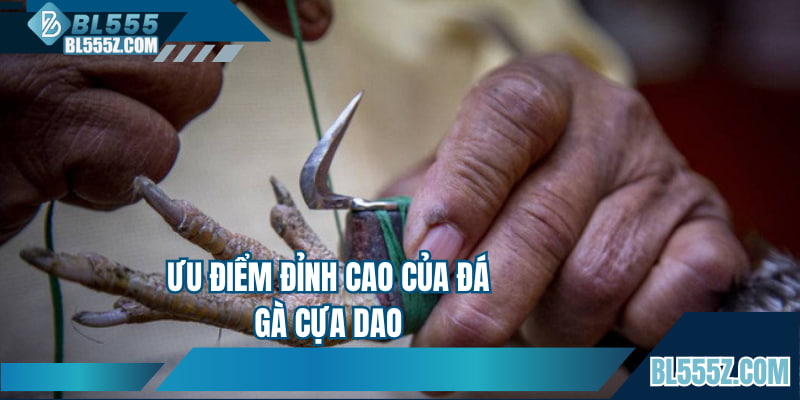 Ưu điểm đỉnh cao của đá gà cựa dao