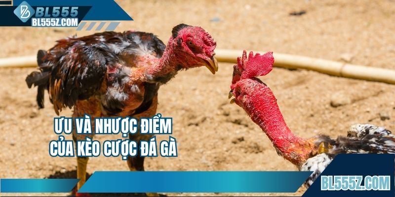 Ưu và nhược điểm của kèo cược đá gà